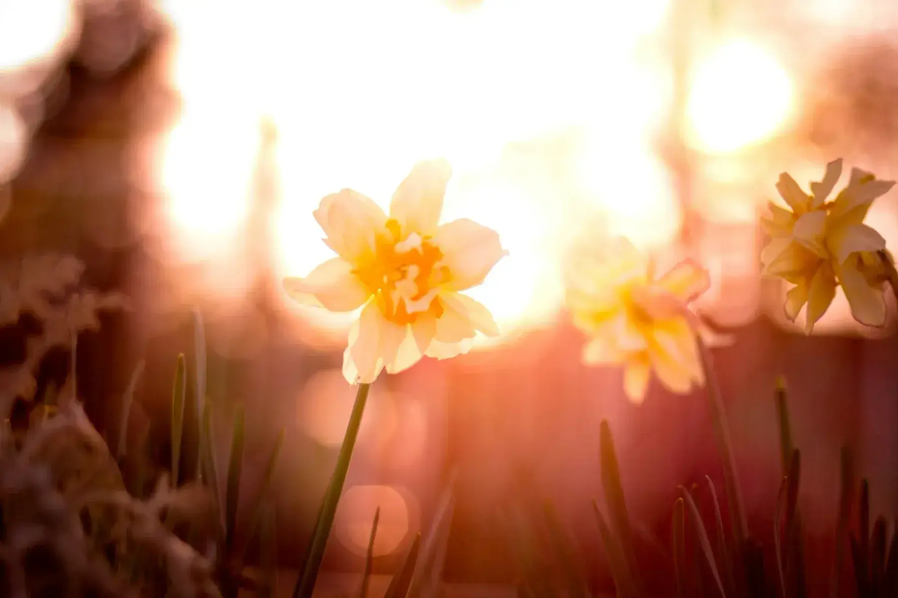 Daffodils backlit by low spring sunlight