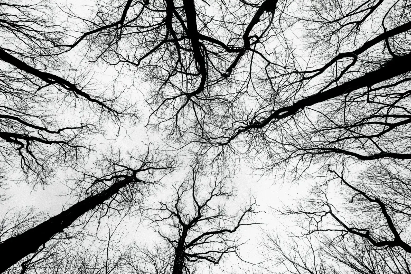 Bare winter tree branches seen from below against a white sky, their pattern resembling a network of vessels
